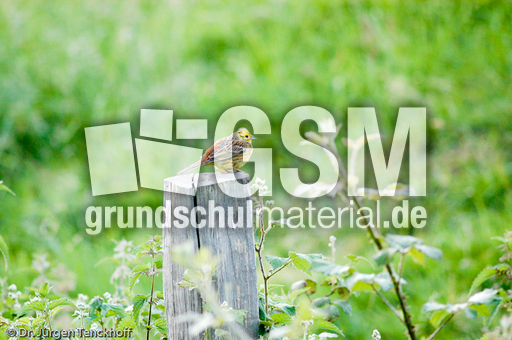 Goldammer (17 von 49).jpg